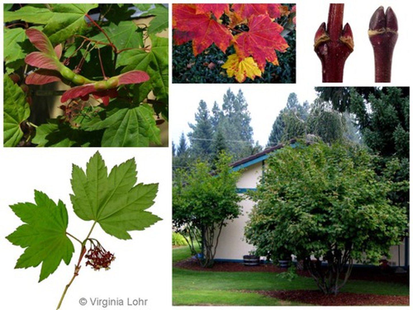 <p>Shrub/small tree. Small maple leaves with 7-9 lobes in opposite arrangement. Leaves are green and become gold or red. pale green to dull brown stem. small winged "helicopter" fruit pods.</p>