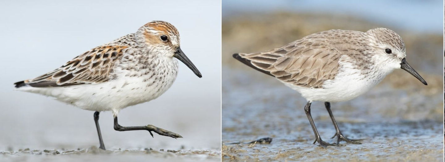 <p>Black legs, slightly drooping bill.</p>