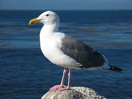 <p>He encouraged him, comparing him to a seagull that must fly freely across the sky.</p>