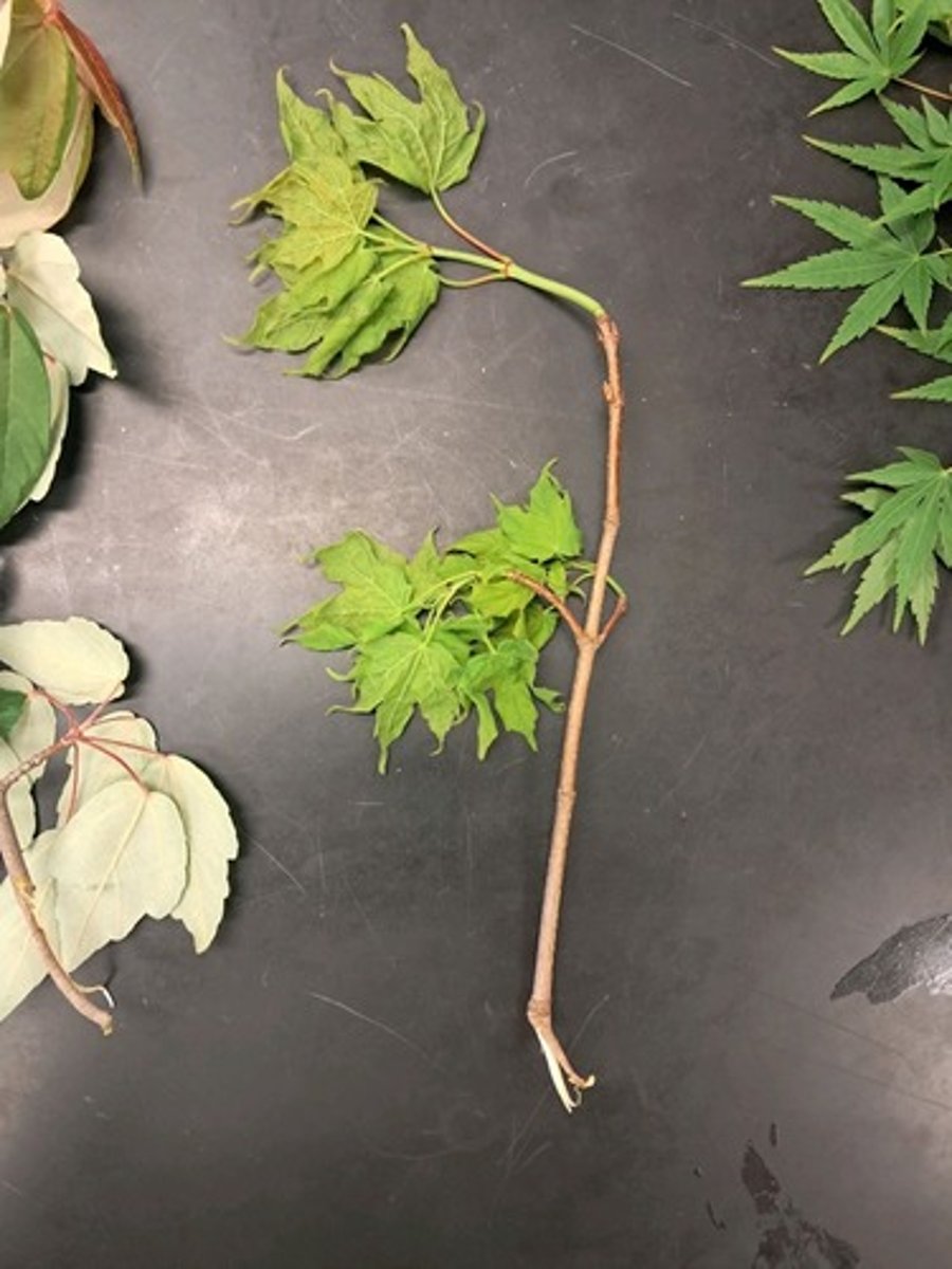 <p>What is the scientific name of this plant?</p>