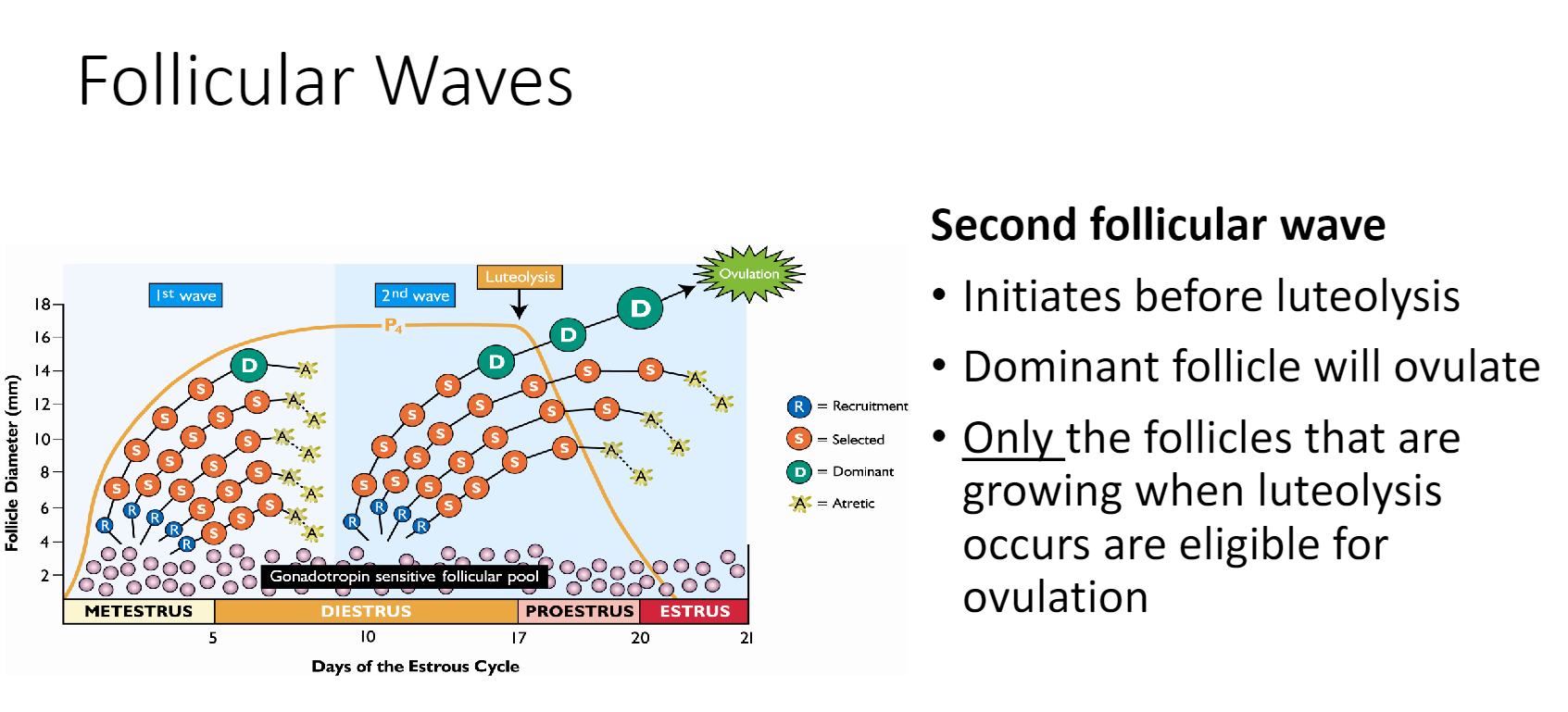 <p>second; in the first follicular wave, all follicles (even dominant follicle) undergoes atresia because progesterone too high)</p><ul><li><p><strong>dominant follicle will ovulate in 2nd follicular wave because of luteolysis (low progesterone allows growth of follicles)</strong></p></li></ul><p></p>