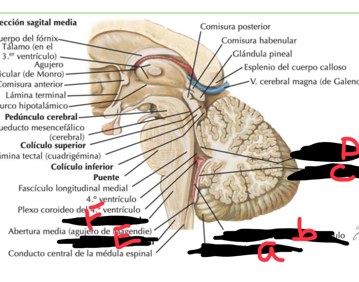 <p>Estructura E </p>