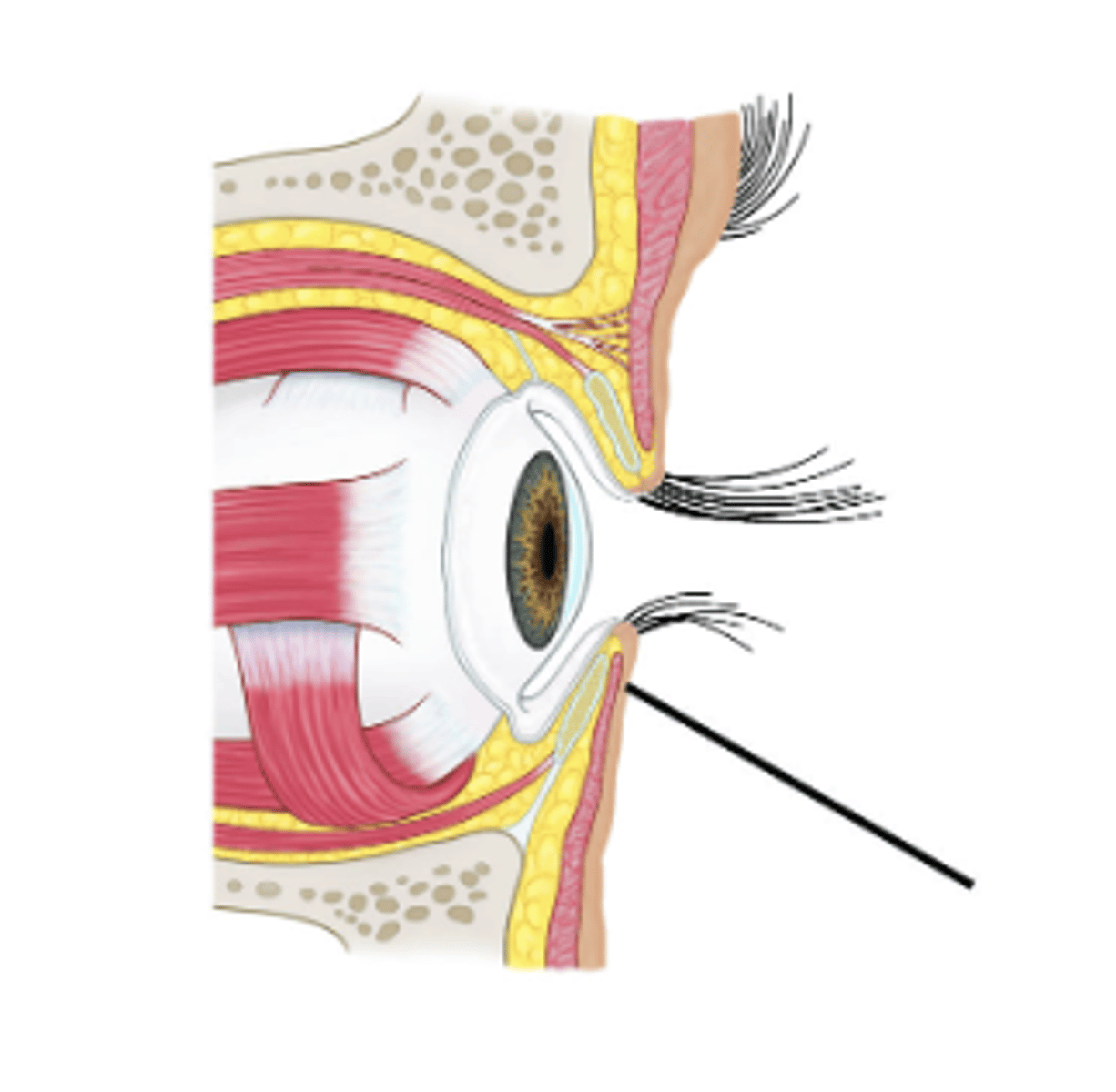 <p>Identify structure.</p>