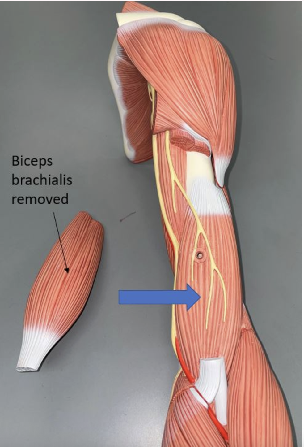 <p>muscle name & function</p>