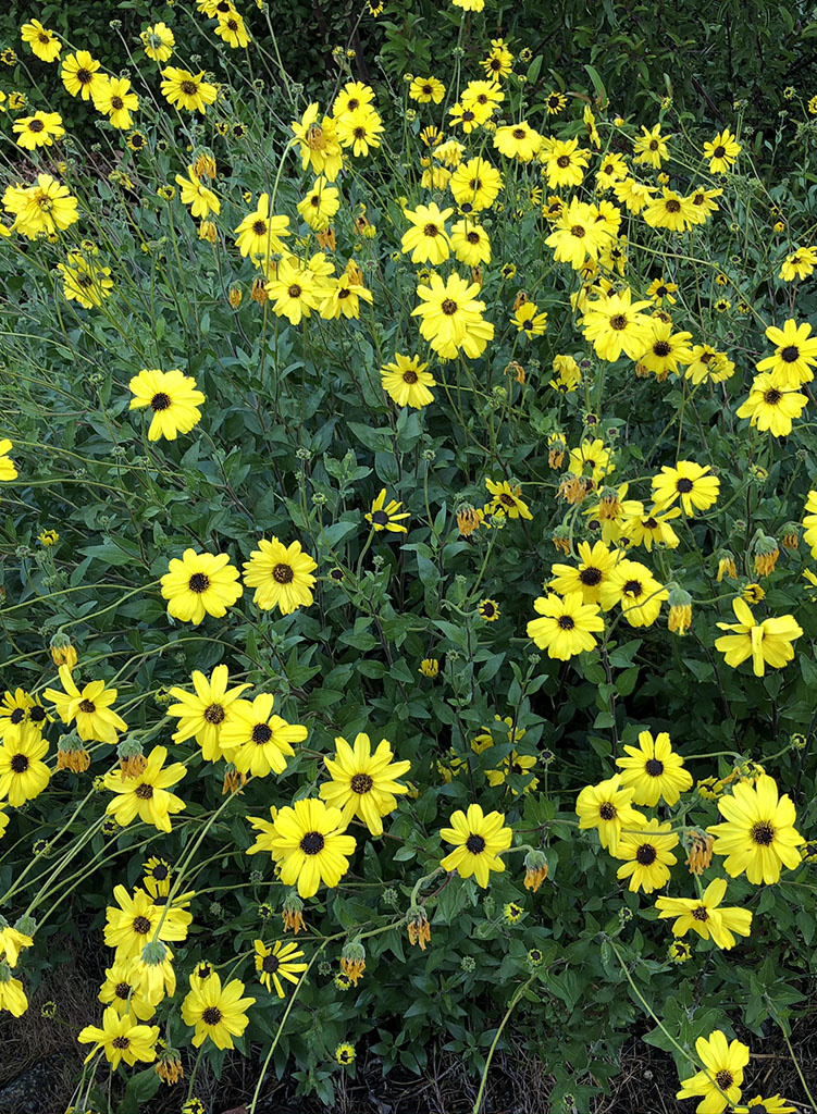 <p>California Bush Sunflower</p>