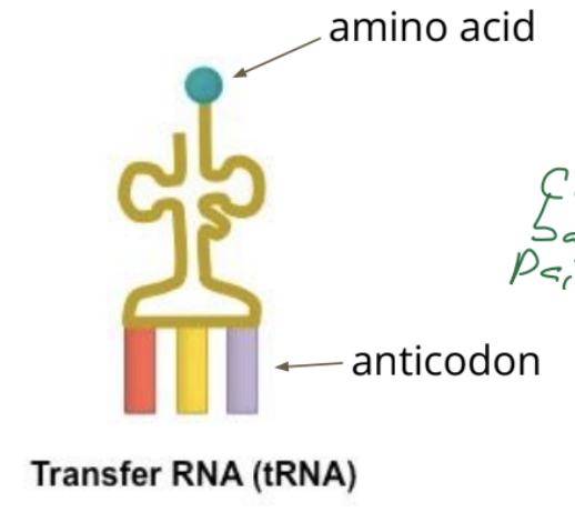 <p class="btn-resize-mode mb-lg-2 mb-2">Transfer RNA (tRNA) is responsible for transporting amino acids to the ribosome according to the mRNA sequence</p><p></p>