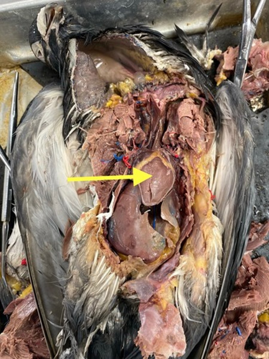 <p>heart: pumps blood</p>