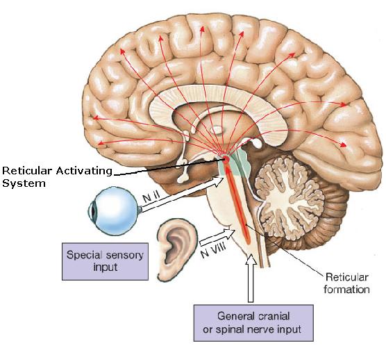 <p>a nerve network that travels through the brainstem into the thalamus; it filters information and plays an important role in controlling arousal</p>