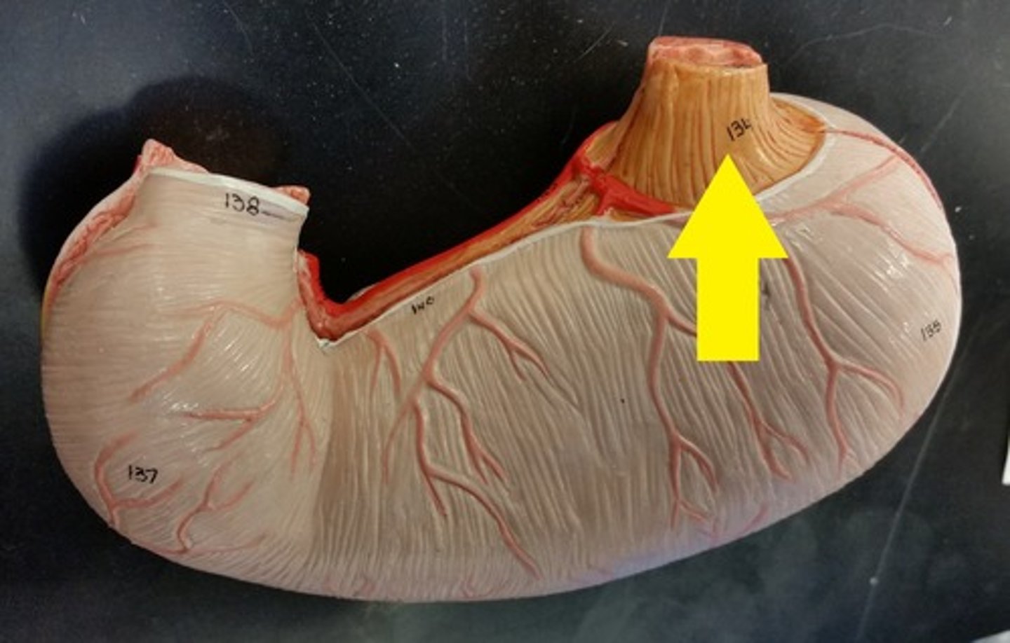 <p>The area of the stomach where the esophagus connects.</p>