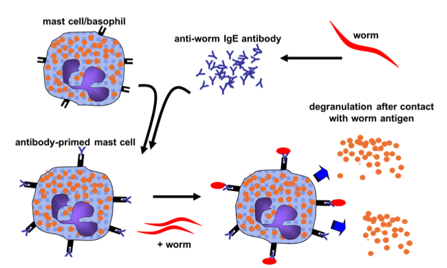 <p>Mast cell/ basophil/eosinophil degranulation is an antibody function, how does this occur ?</p>