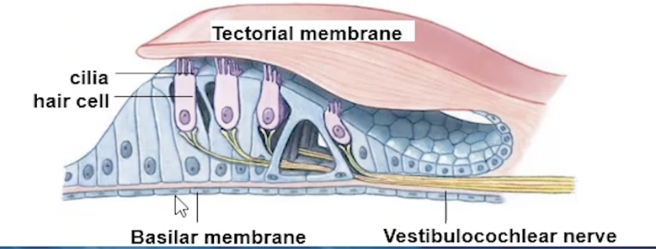 <p>Detects sound, organ of hearing </p><ul><li><p>Composed of cochlear/cilia hair cells </p></li><li><p>Embedded in tectorial membrane </p><ul><li><p>mechanoreceptors, auditory receptors</p></li></ul></li><li><p>Pressure waves travel through perilymph of cochlea = movement of basilar membrane </p><ul><li><p>this causes the hair cells to move or bend against <strong>tectorial </strong>membrane</p></li><li><p>= initiating a depolarisation = generating action potentials</p><ul><li><p>sent to CN VIII: Vestibulocochlear nerve for interpretation</p></li></ul></li></ul></li></ul><p></p>