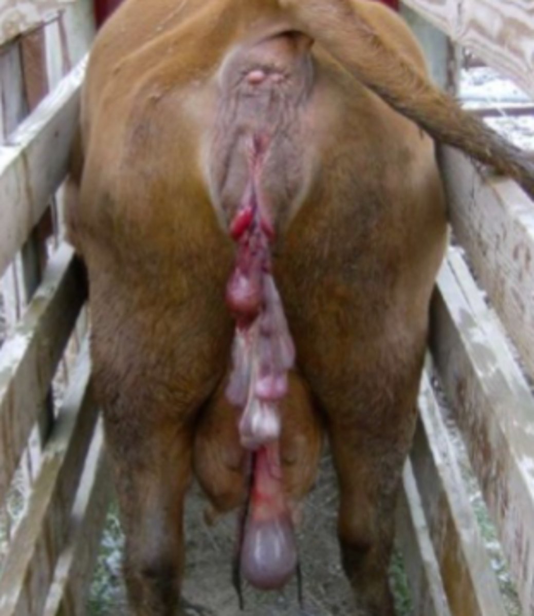 <p>What is this emergency?</p>