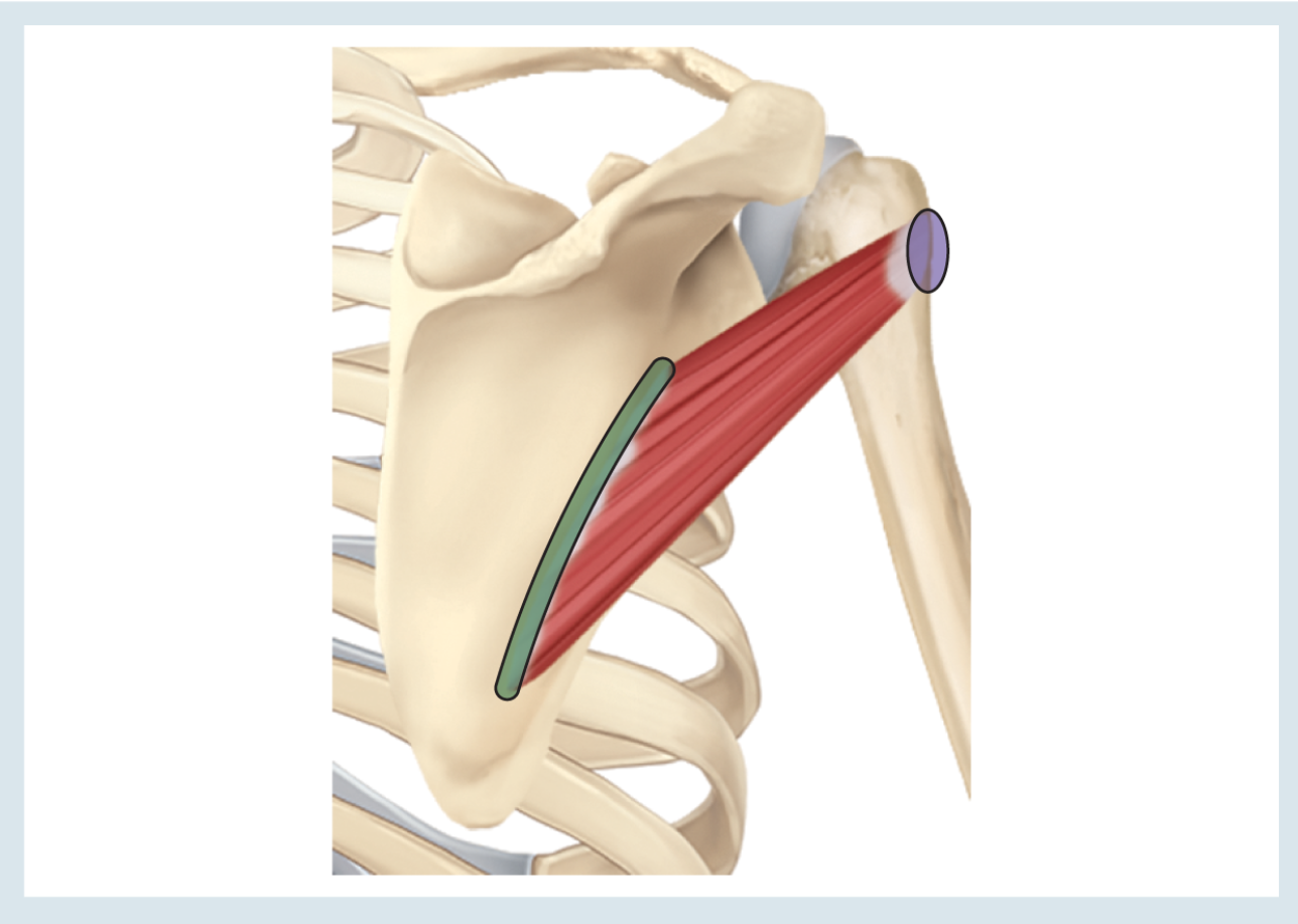 <p>Action : external rotation ( &amp; horizontal abduction ) </p><p>o : lateral border of scapula *<em> just superior to teres major origin </em> *</p><p>i : greater tuberosity of humerus </p>