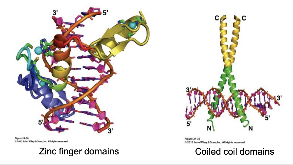 DNA Binding Motifs