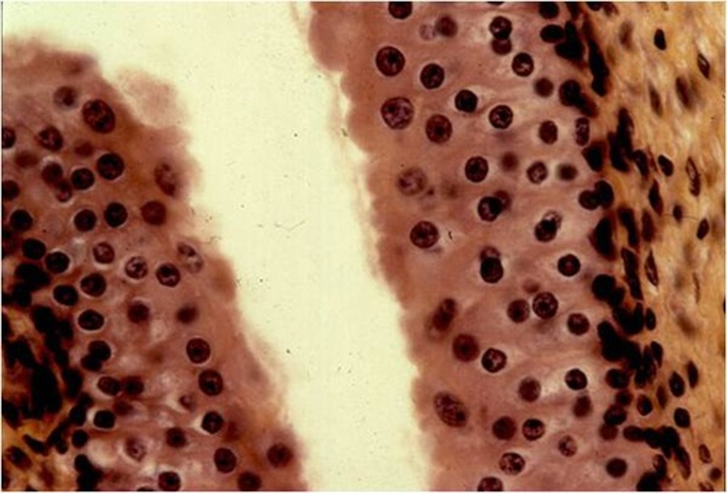 <p>Identify the tissue.</p>