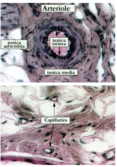 <p>They branch into smaller muscular arteries then into arterioles beforve reaching capillaries which bridge the arterial &amp; venous systems.</p>