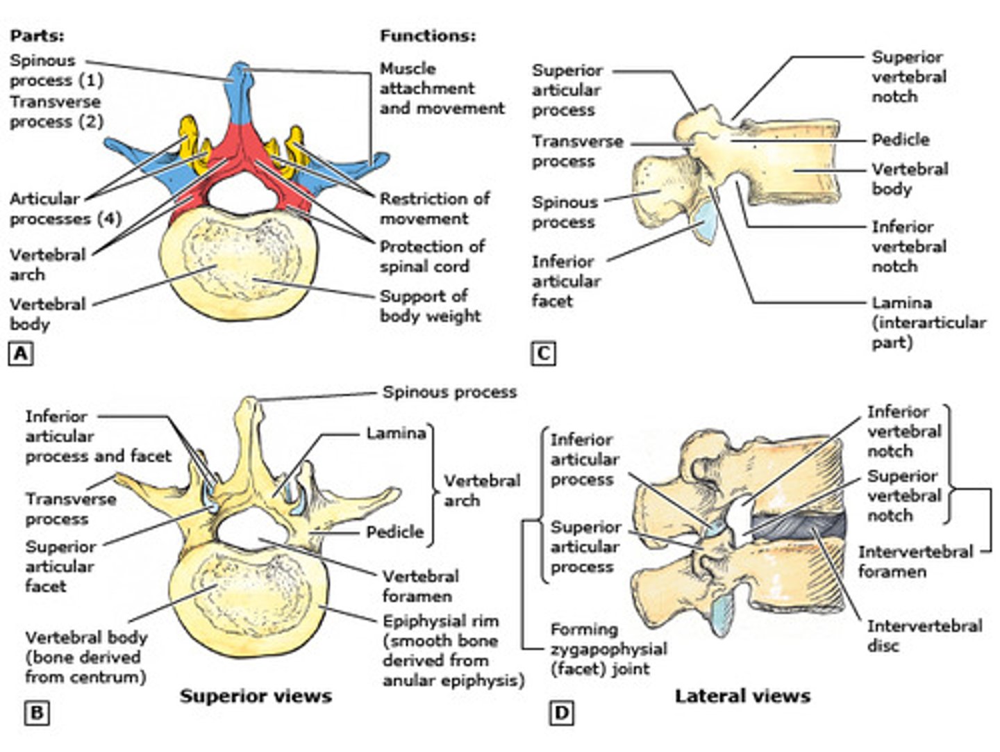 <p>-Typically has a body and vertebral arch</p><p>-Superior and inferior articular processes</p><p>-Separated by intervertebral discs</p>