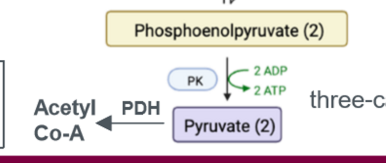 <p>glycolysis protein; pyruvate dehydrogenase. activated by insulin, NAD, and ADP; inhibited by ATP, acetyl-coa, NADH</p>