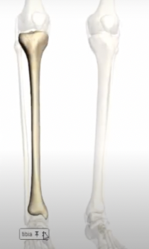 <p>medial bone in the lower leg </p>