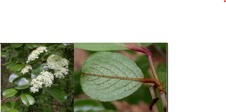 <p>Viburnaceae</p><p>Viburnum rufidulum</p>