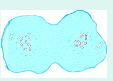 <ul><li><p>4th phase</p></li><li><p>Chromasomes reach opposite poles of cell</p></li><li><p>Spindle fibers dissolve</p></li><li><p>Membrane begins to form around each mass of chromosome</p></li><li><p>(cytokenisis at the end, organelles divide into each cell)</p></li></ul><p></p>