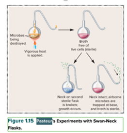 Swan Neck Flask experiment to stop spontaneous generation theory

\
•       Also started the vaccination development: Aged culture of Cholera didn’t kill or infect the chicken. So he thought that maybe injecting the chicken with aged Cholera would give it immunity to Cholera this was true, they were immune