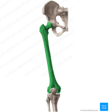 <p>What bone is this?</p>