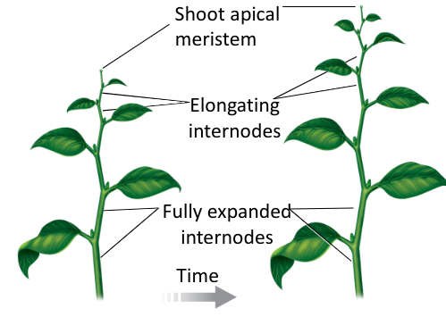 Plants grow up, then out