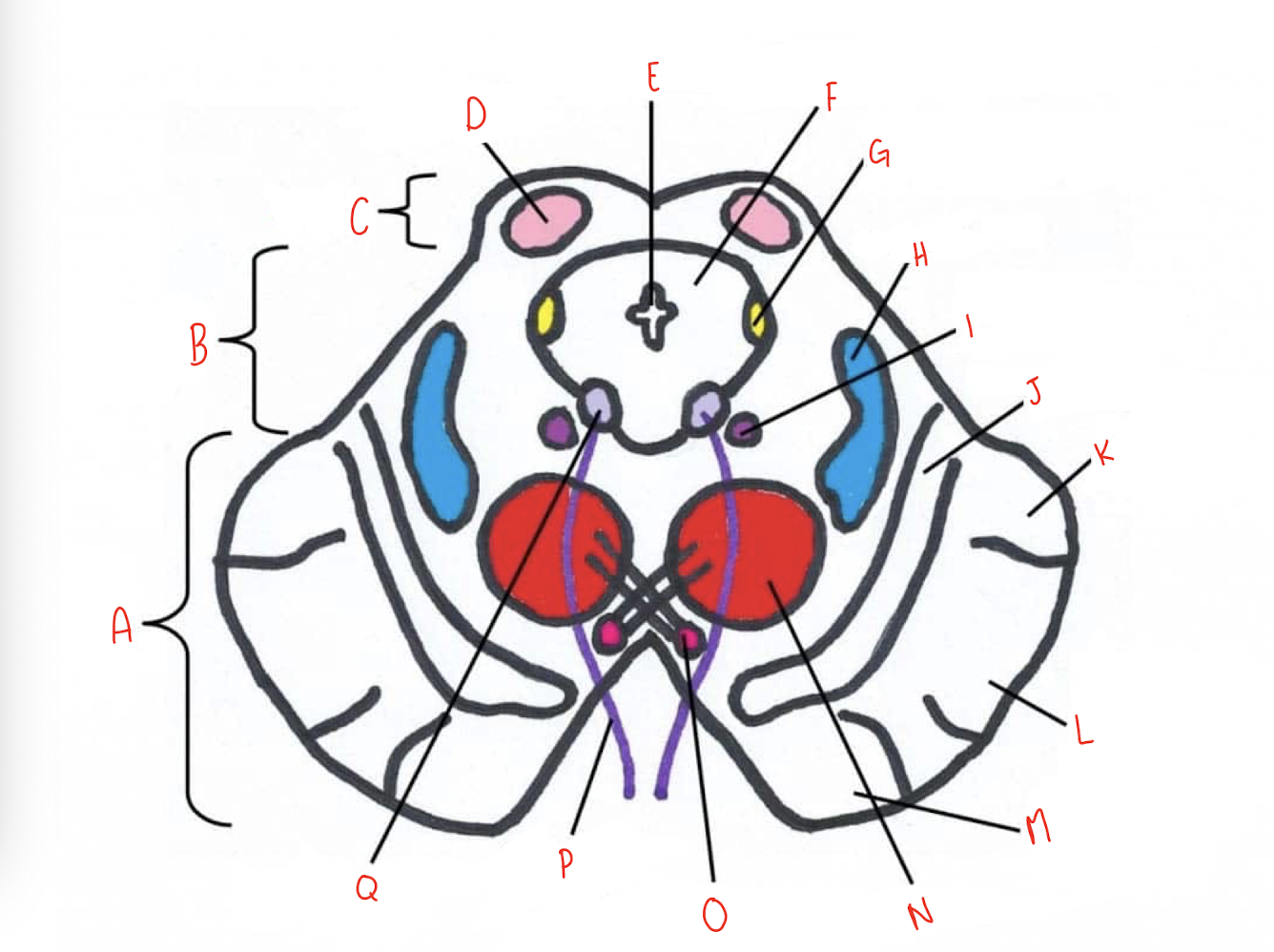 <p>What structure of the sliced superior colliculus section of the midbrain is labeled I?</p>