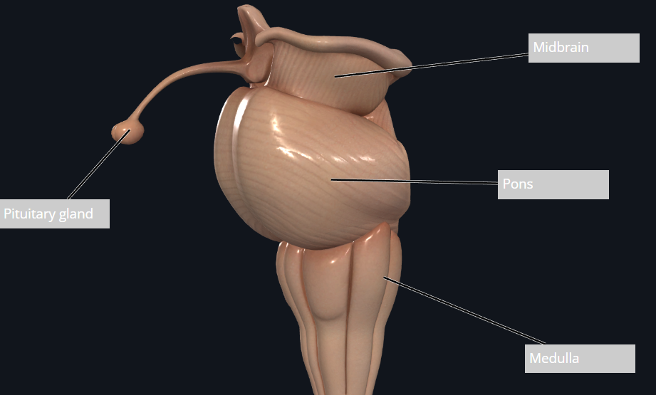 <p>it’s a brainstem </p>