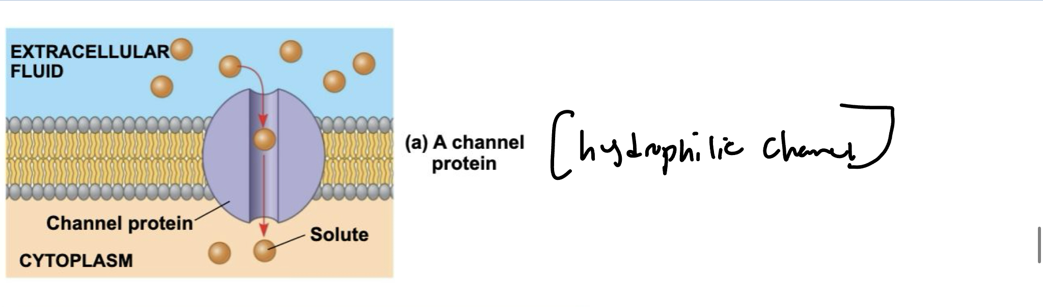 <p>Also called channel proteins, have a hydrophilic channel that certain molecules or ions can use as a tunnel.&nbsp;</p>