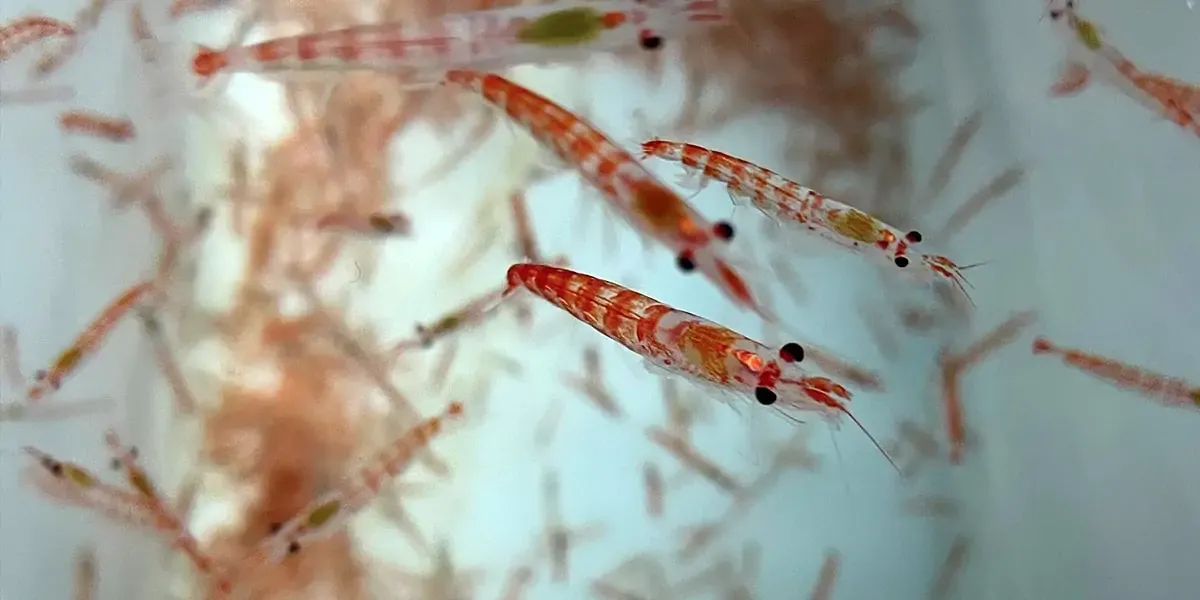 <p>krill</p>