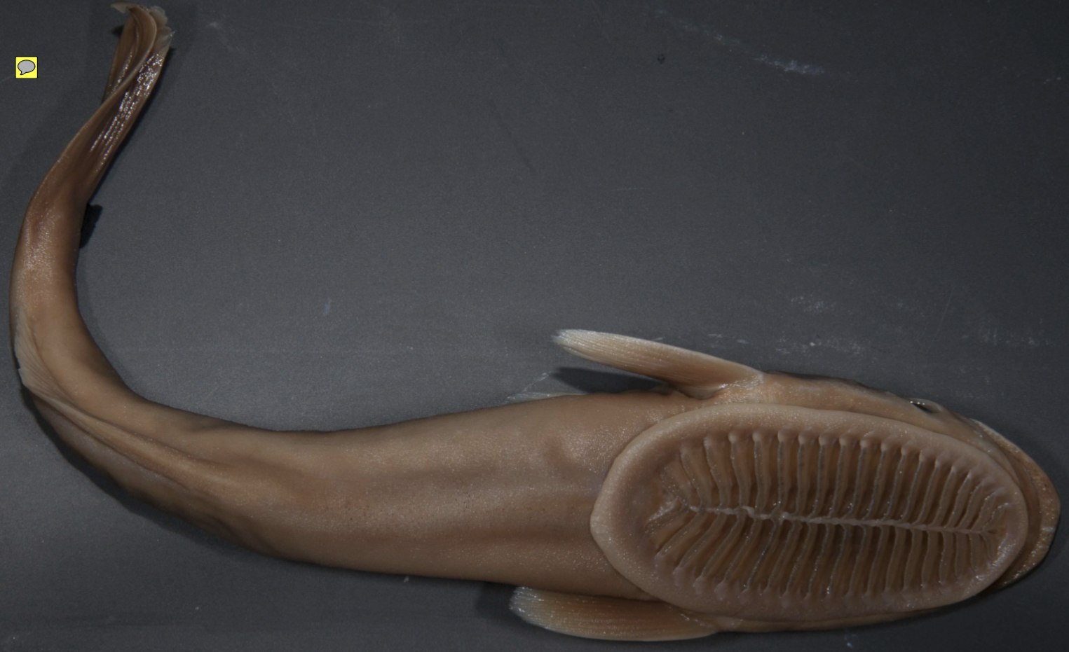 <p>!</p><p>phylum</p><p>subphylum</p><p>superclass</p><p>class</p><p>subclass</p><p>infraclass</p><p>order</p><p>family</p>