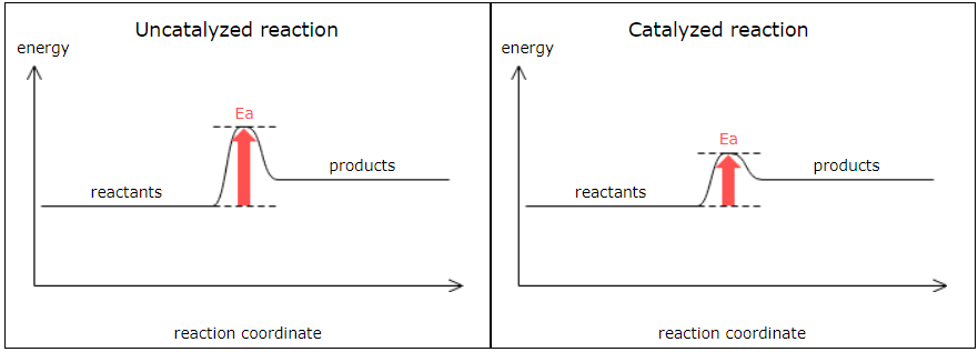 <p>A catalyst is a substance that increases the rate of a chemical reaction, but is not consumed or produced by the reaction, and does not change the heat of reaction. You might think of a catalyst as "grease" for the "gears" of a chemical reaction: grease on the gears makes a machine go faster, but it doesn't change what the machine produces or consumes. <br>For example, hydrogen and oxygen react to form water like this:<br>H<sub>2</sub>(g) + O<sub>2</sub>(g) → H<sub>2</sub>O(g)</p><p></p><p>This reaction is very exothermic. However, if you put hydrogen and oxygen gas in a box, you will see nothing happen. That's because the reaction between H<sub>2 </sub>and O<sub>2 </sub>is so slow at room temperature that it would take centuries to notice any change at all. Adding some powdered platinum changes this situation dramatically, however -- the reaction will speed up so much that the platinum will start to glow with the released heat. The platinum metal catalyzes -- speeds up -- the reaction between H<sub>2 </sub>and O<sub>2</sub>. <br>What does it imply about the reaction energy diagram that a catalyst speeds up a reaction? Recall that the rate of a chemical reaction is determined by its activation energy. This tells you that what a catalyst does is lower the activation energy. Since the catalyst doesn't change the heat released or absorbed by a reaction, the only difference between the two sketches you make should be that the activation energy "barrier" in the second sketch is lower. Here are the sketches:</p>