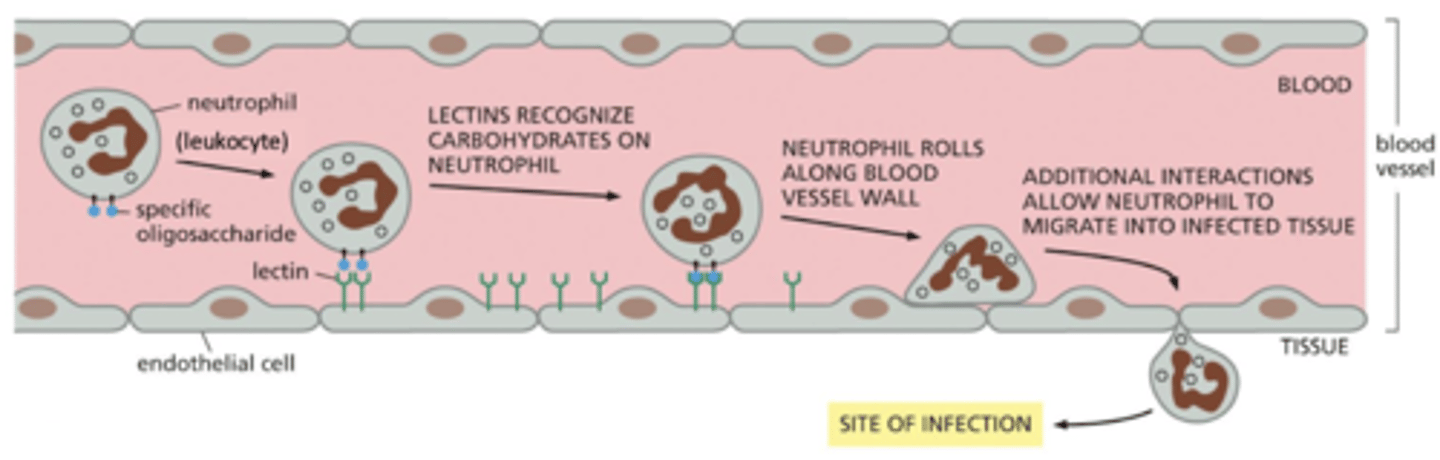 <p>1. inflammatory signals (e.g. chemokines) cause leukocytes to associate with the endothelial cells on the walls of the blood vessel</p><p>2. binding of selectins to glycoproteins recruits the leukocytes</p><p>3. this is a loose adhesion - blood flow pushes the cell and it rolls</p><p>4. activation of integrins at site of infection triggers tight binding to the blood vessel</p><p>5. leukocyte stops rolling and then can crawl between the cells of the blood vessel onto the infected tissue</p>