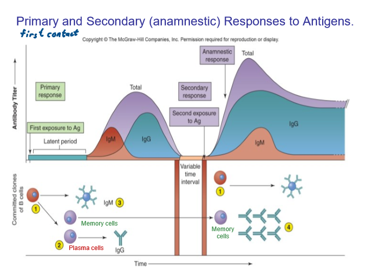 <p>Be able to explain what happens in this chart regarding IgM and IgG.</p>