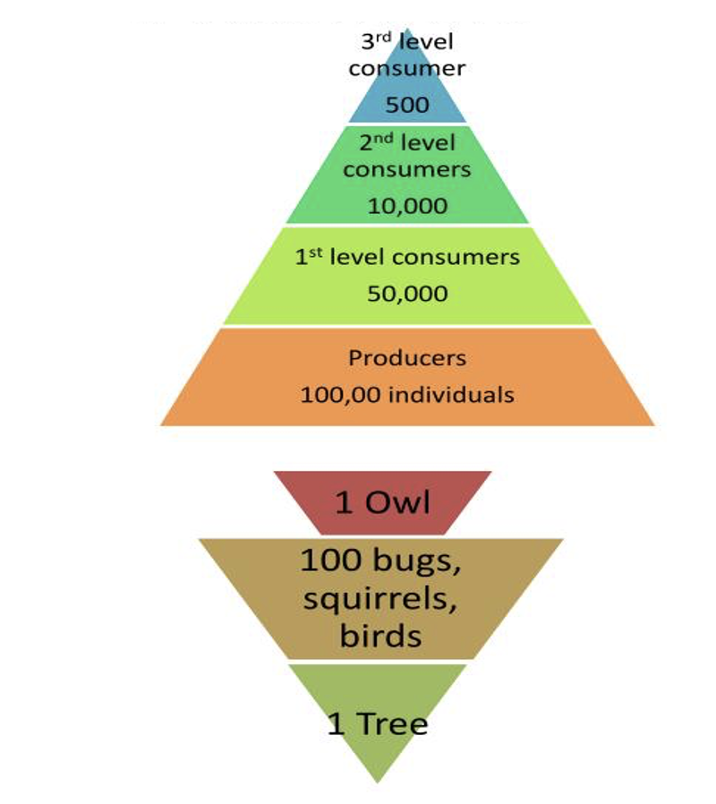 <p><span style="font-family: &quot;Goudy Old Style&quot;">The relative number of organisms at each stage or trophic level.</span></p><p style="text-align: left"><span style="font-family: &quot;Goudy Old Style&quot;">Problem: Pyramid can look odd, due to difficulties drawing to scale and enormous numbers of some organisms.</span></p><p></p>