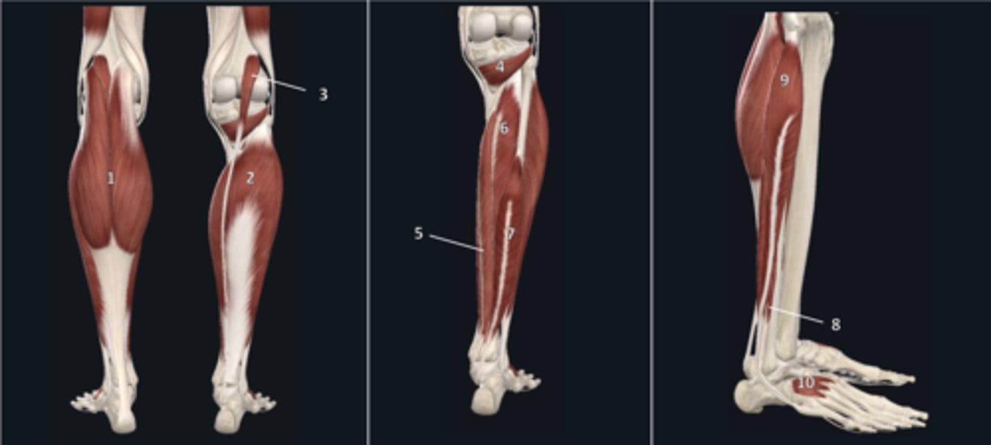 <p>soleus (2) O</p>