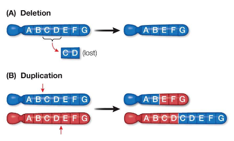 <p><strong>Deletion</strong><br> Loss of a chromosome segment<br> Can have severe or fatal consequences</p><p><strong>Duplication</strong><br> A portion of a chromosome is replicated, creating multiple copies<br> Occurs when homologous chromosomes break at different positions and reconnect incorrectly<br> One chromosome loses the segment, the other gains two copies<br> Extra copies can lead to overexpression of genes</p>