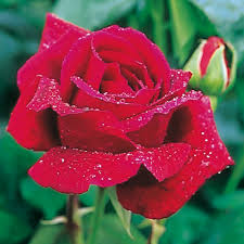 <p>Crimson Glory Rose.</p>