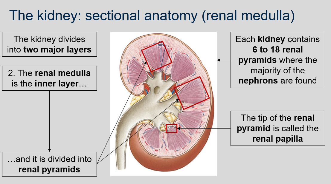 
1. The renal cortex is the outer layer and it makes direct contact with the fibrous capsule. The renal cortex extends as renal columns (of Bertin) into medulla in between pyramids allows the cortex to be better anchored.
2. The renal medulla is the inner layer and it is divided into renal pyramids. Each kidney contains 6 to 18 renal pyramids where the majority of the nephrons are found. The tip of the renal pyramid is called the renal papilla. 