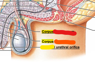 orange: corpus ______ 