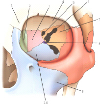 <p>part 7 is part of which bone </p>