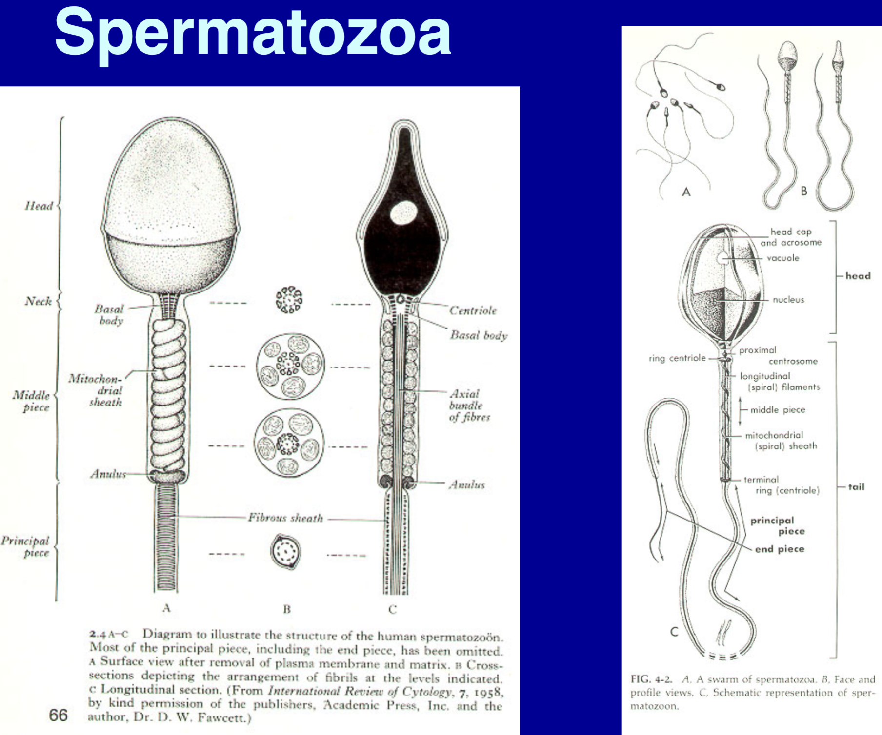 <p>acrosome - top layer, part of the head</p><p>head - size - length 4.4 um, width 3.2 um</p><p>middle piece - size - length 4.0 um, diameter 1.0 um</p><p>mitochondrial sheath - in the middle piece </p><p>tail - the tail typically falls off, so the majority of the time forensics only has the head cells, there are no measurements for the tail </p><p>forensic use phase contrast to identify sperm cells </p>