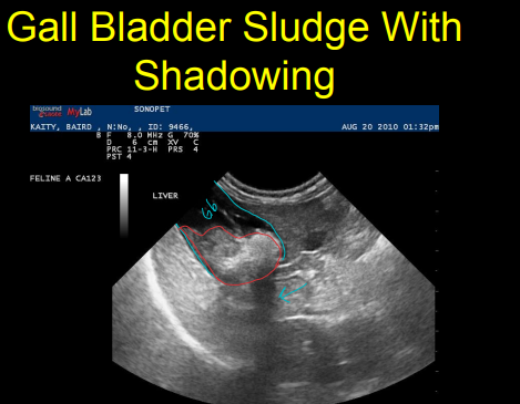 <ul><li><p><span><strong>Cholelithiasis</strong></span></p></li><li><p><span><strong>“Sludge”</strong></span></p><ul><li><p><span>shadowing, non gravity dependent suspension </span></p></li></ul></li><li><p><span><strong>Biliary obstruction</strong></span></p></li><li><p><span><strong>Cholecystitis</strong></span></p></li><li><p><span><strong>Biliary mucocoele</strong></span></p><ul><li><p><span><strong>kiwi</strong> and honey<strong> bun</strong> variety</span></p></li></ul></li><li><p><span><strong>Gall bladder rupture</strong></span></p></li><li><p><span><strong>Congenital anomalies</strong></span></p><ul><li><p><span>Bilobed gall bladder</span></p></li><li><p><span>Double gall bladder</span></p></li></ul></li></ul><p></p>