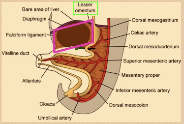 <p><span>•A </span><strong><span>double layer of peritoneum</span></strong><span> that suspends viscera from the body wall and </span><strong><span>contains neurovascular bundles</span></strong><span>.</span></p><p><strong><span>Dorsal mesentery:</span></strong><span> Attaches entire gut to posterior wall; contains celiac, SMA, IMA and associated veins, nerves, lymphatics.</span></p><p> Named : <span>According to attached organ: mesogastrium, mesoduodenum, mesentery, mesocolon.</span></p><p><br><span>• </span><strong><span>Ventral mesentery:</span></strong><span> Only in caudal foregut; forms lesser omentum (hepatoduodenal ligament) and falciform ligament; liver develops within it. </span><strong><span>(</span></strong><span>attaches the liver to the anterior abdominal wall)</span></p><ul><li><p><strong><span>(liver found within the ventral mesentery ant to stomach prior to rotation)</span></strong></p></li></ul><p></p>
