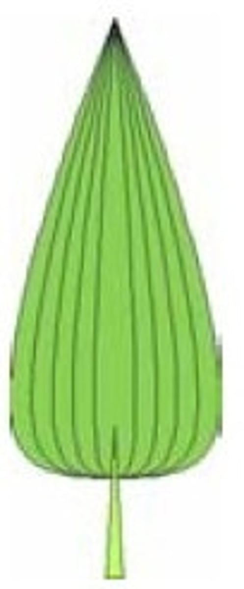 <p>Shape - Deltoid</p><p>Margin - Entire</p><p>Venation - Parallel</p>