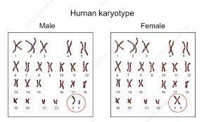 <p>boy and girl karyotype</p>