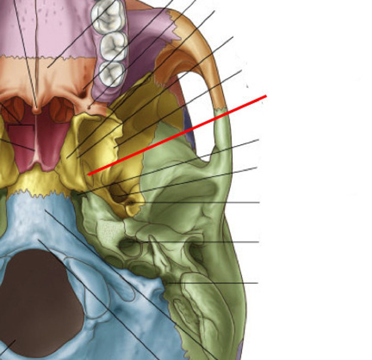 <p>fossa located bwtn the lateral and medial pterygoid plates ==&gt; origin for the tensor veli palatini muscle</p>