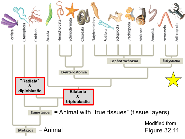 <p>What class is Radiata and Diploblastic What class is Bilateria and Triploblastic</p>